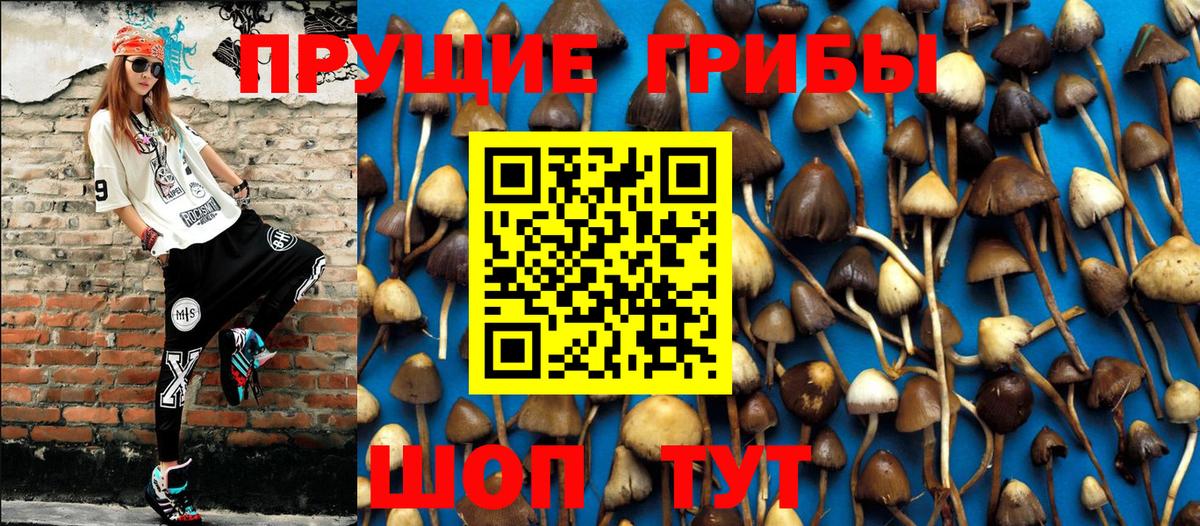 Галлюциногенные грибы Psilocybine cubensis Обнинск